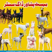 original sound - pet_tv_yt