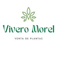 vivero.morel
