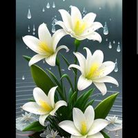gul_51_gul