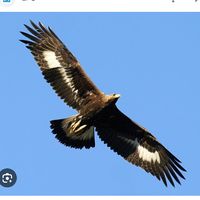 jmjeagle