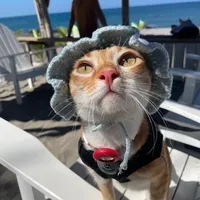 original sound - kookie_the_cat_