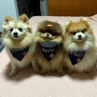 spitzsophiamelissatheo