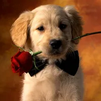 original sound - telekh99