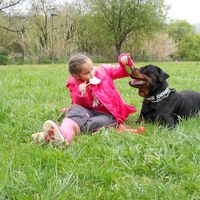 rottweilerthaysom