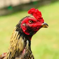 original sound - bos3udafarm