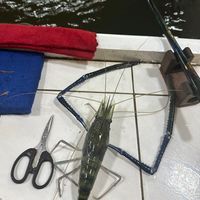 chen_shrimp