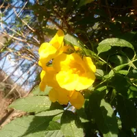 original sound - pazcomlouvor