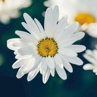 papatya_6219