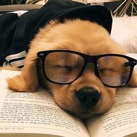 cachorros_aesthetic2000
