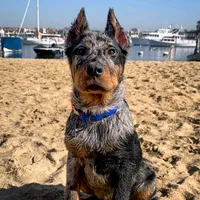 original sound - x.course_dogs_orus.x