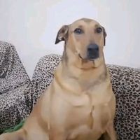cachorroleandrolover