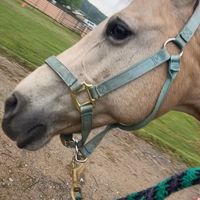 hannahandherhorses