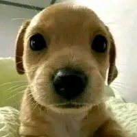 original sound - frases_jotchua