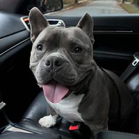 beantown_bully