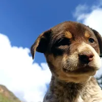 original sound - cronlechsoul