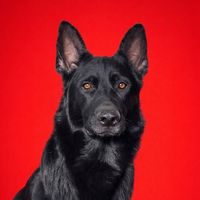 jetblackgsd
