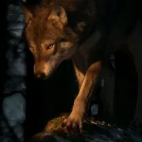 original sound - lobo_vitalicio