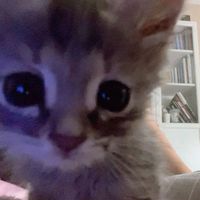 оригинальный звук