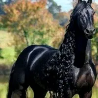 original sound - irimiacristina7