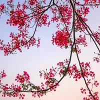 original sound - wirasilvianti90