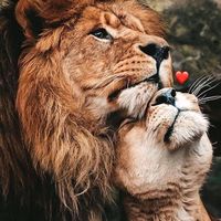 seri_turkish34