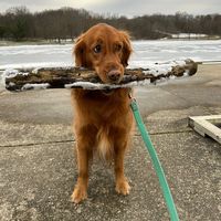 river_thetherapydog