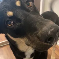 original sound - baloobuddy