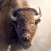roaming_bison