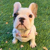 garden_of_frenchies