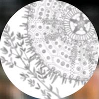 moeloekrenatta