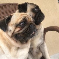 dengosa_dengoso