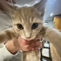 supermassive black hole by muse