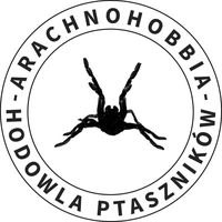 arachnohobbia