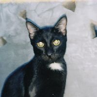 suara asli - jouskanagata