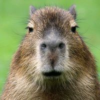 capybara_boss2
