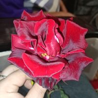 ranennoe_serdce
