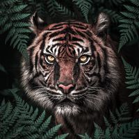 tiger.trainer