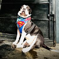 gavilan_bully