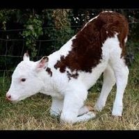 alifjayafarm123