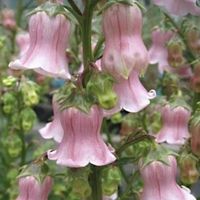 nonononononooooooooooo4