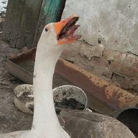 оригінальний звук