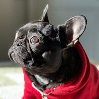 dotthefrenchie