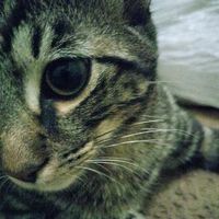 dashisthatcat