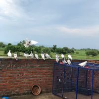 gondal_pigeon