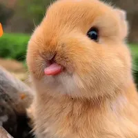 original sound - charming.critter.haven