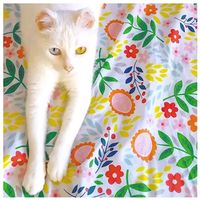 rockerobonitoeducadito2