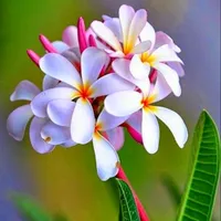 original sound - sallysally8024