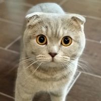 оригінальний аудіозапис