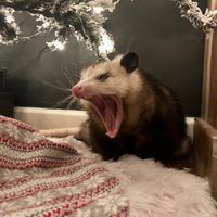 aquarianopossumwitch