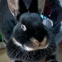 .nala.1